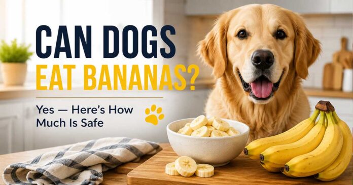 Can Dogs Eat Bananas