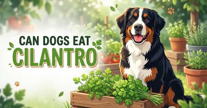 Can Dogs Eat Cilantro