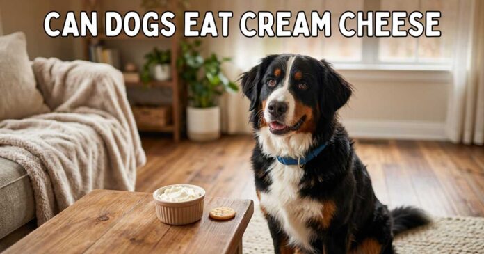 Can Dogs Eat Cream Cheese