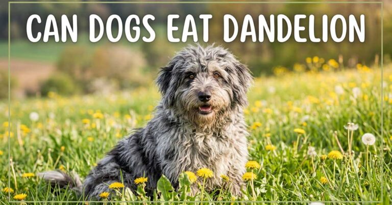 Can Dogs Eat Dandelion