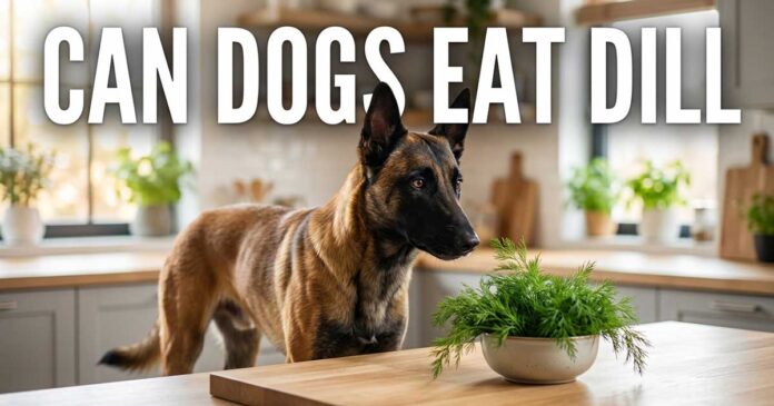 Can Dogs Eat Dill