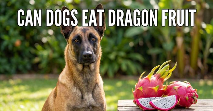 Can Dogs Eat Dragon Frui