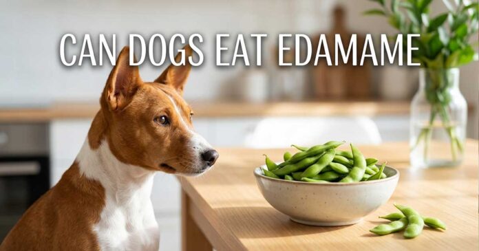 Can Dogs Eat Edamame