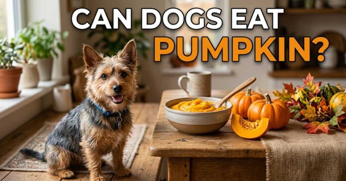Can Dogs Eat Pumpkin