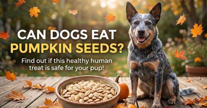 Can Dogs Eat Pumpkin Seeds