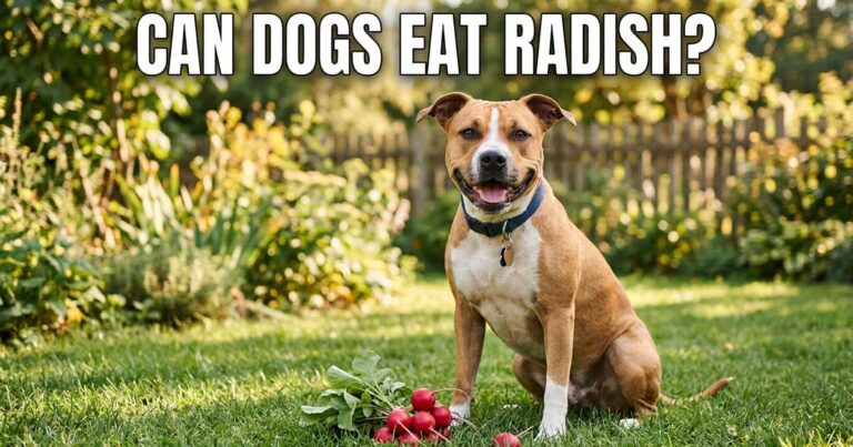 Can Dogs Eat Radish