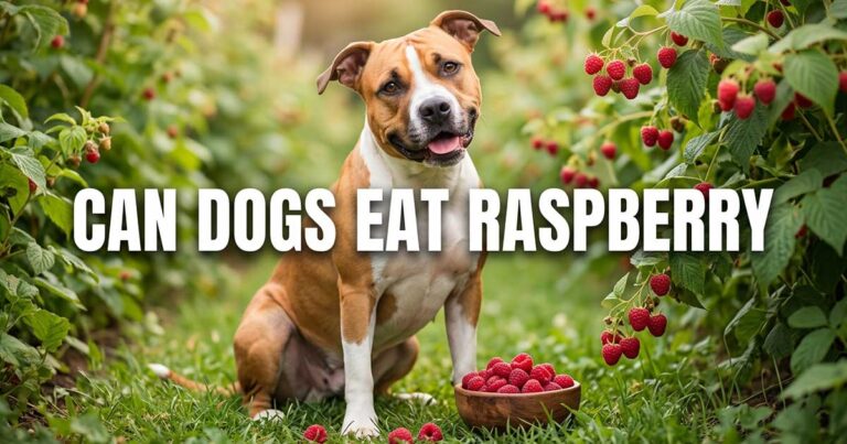 Can Dogs Eat Raspberry