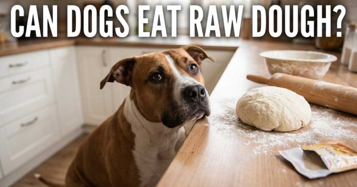 Can Dogs Eat Raw Dough