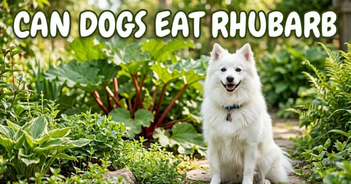 Can Dogs Eat Rhubarb