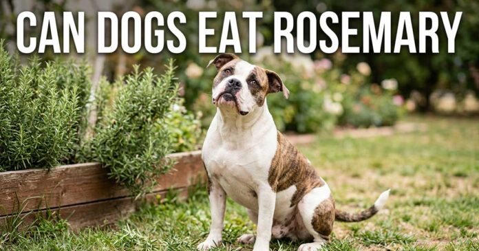 Can Dogs Eat Rosemary