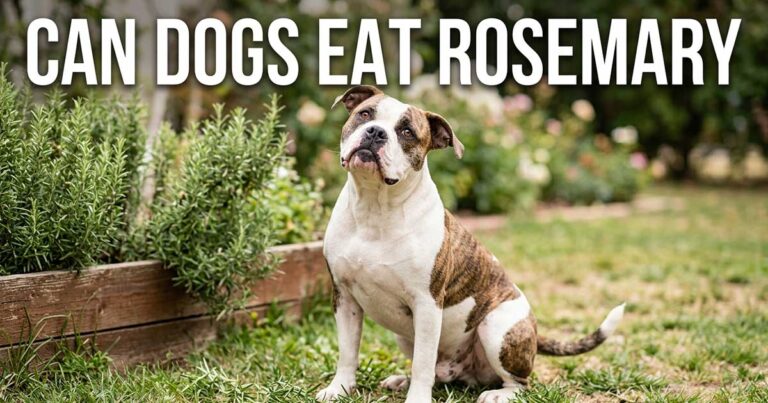 Can Dogs Eat Rosemary