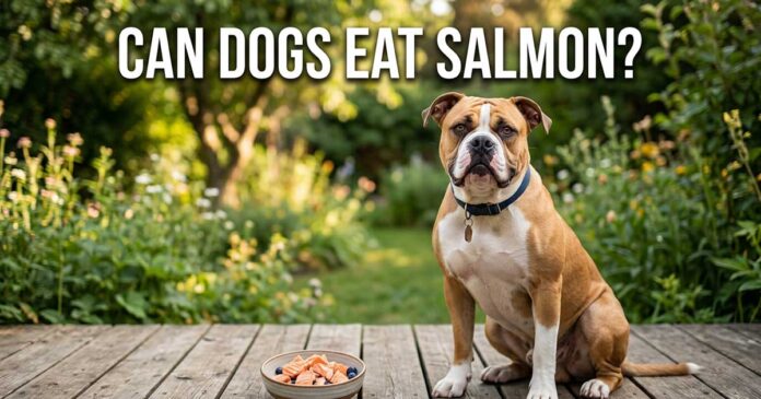 Can Dogs Eat Salmon
