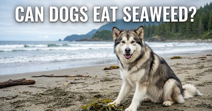 Can Dogs Eat Seaweed