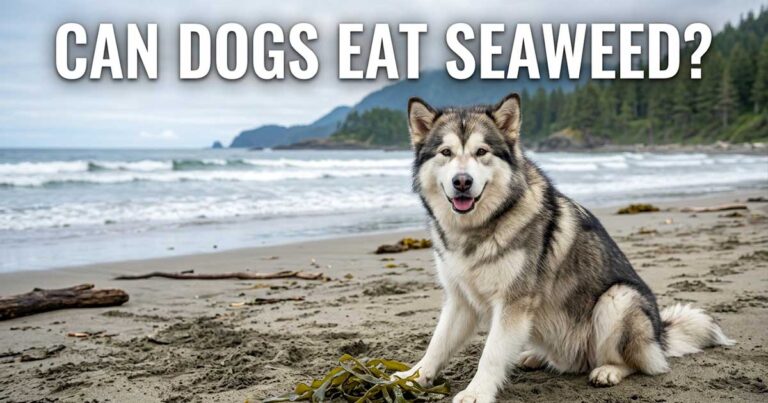 Can Dogs Eat Seaweed
