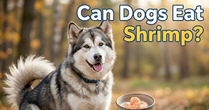 Can Dogs Eat Shrimp