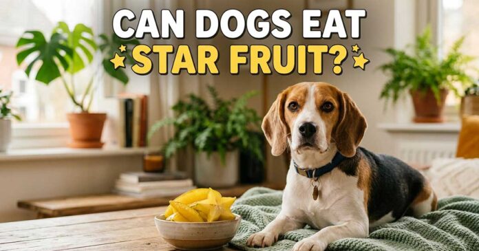 Can Dogs Eat Star Fruit
