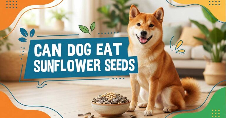Can Dogs Eat Sunflower Seeds