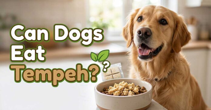 Can Dogs Eat Tempeh