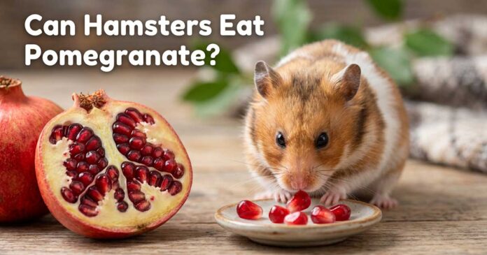 Can Hamsters Eat Pomegranate