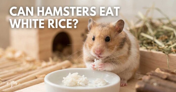 Can Hamsters Eat White Rice