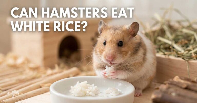 Can Hamsters Eat White Rice