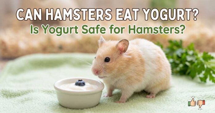 Can-Hamsters-Eat-Yogurt Can Hamsters Eat Yogurt