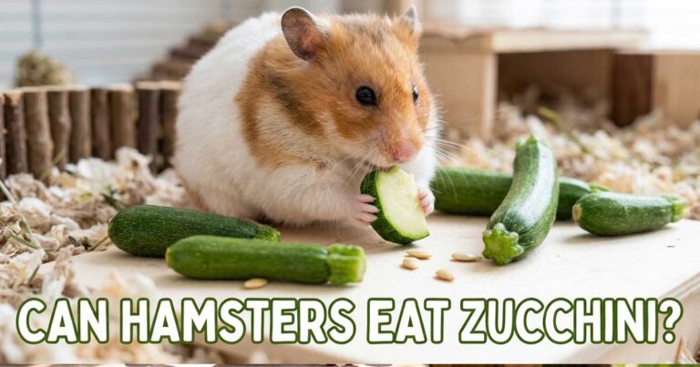 Can Hamsters Eat Zucchini